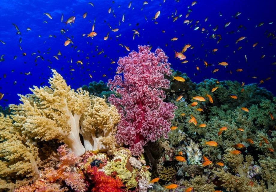 [رأس محمد] جولة جماعية بالحافلة