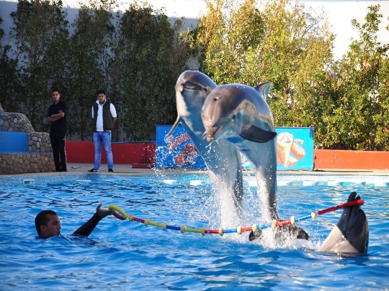 Шоу Дельфинов в Шарм-Эль-Шейхе