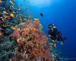 Дайвинг с берега в Шарм-Эль-Шейхе