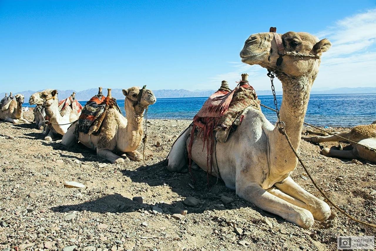 Цветной каньон Салама 5 в 1