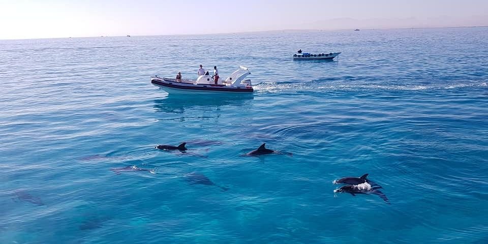 DOLPHINS HOUSE, PRIVATE SPEEDBOAT TOUR TO TIRAN ISLAND IN SHARM EL-SHEIKH