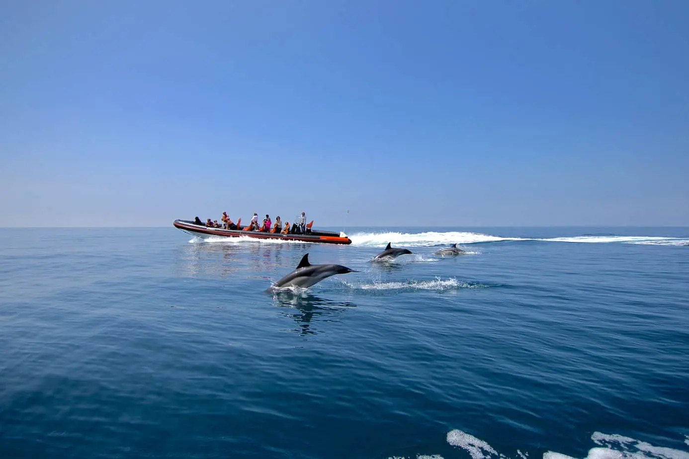 DOLPHINS HOUSE, PRIVATE SPEEDBOAT TOUR TO TIRAN ISLAND IN SHARM EL-SHEIKH