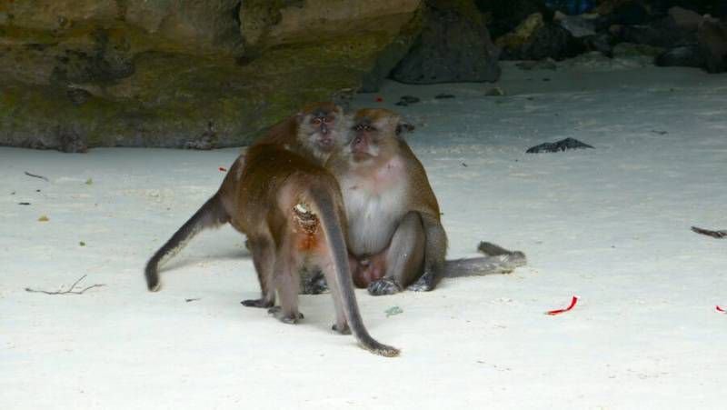 PHI PHI + MAITON + Isola Khai su catamarano a due ponti