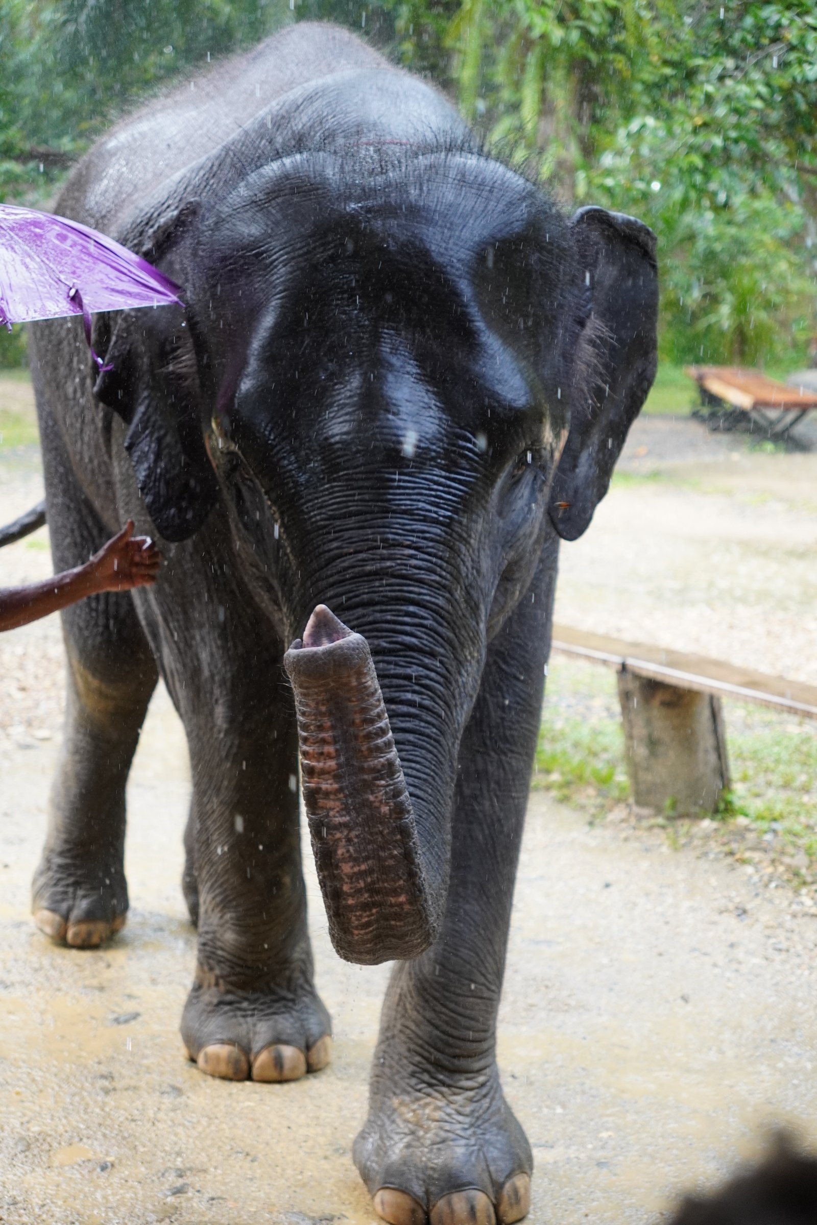 Рафтинг на Пхукете с Англоязычным гидом