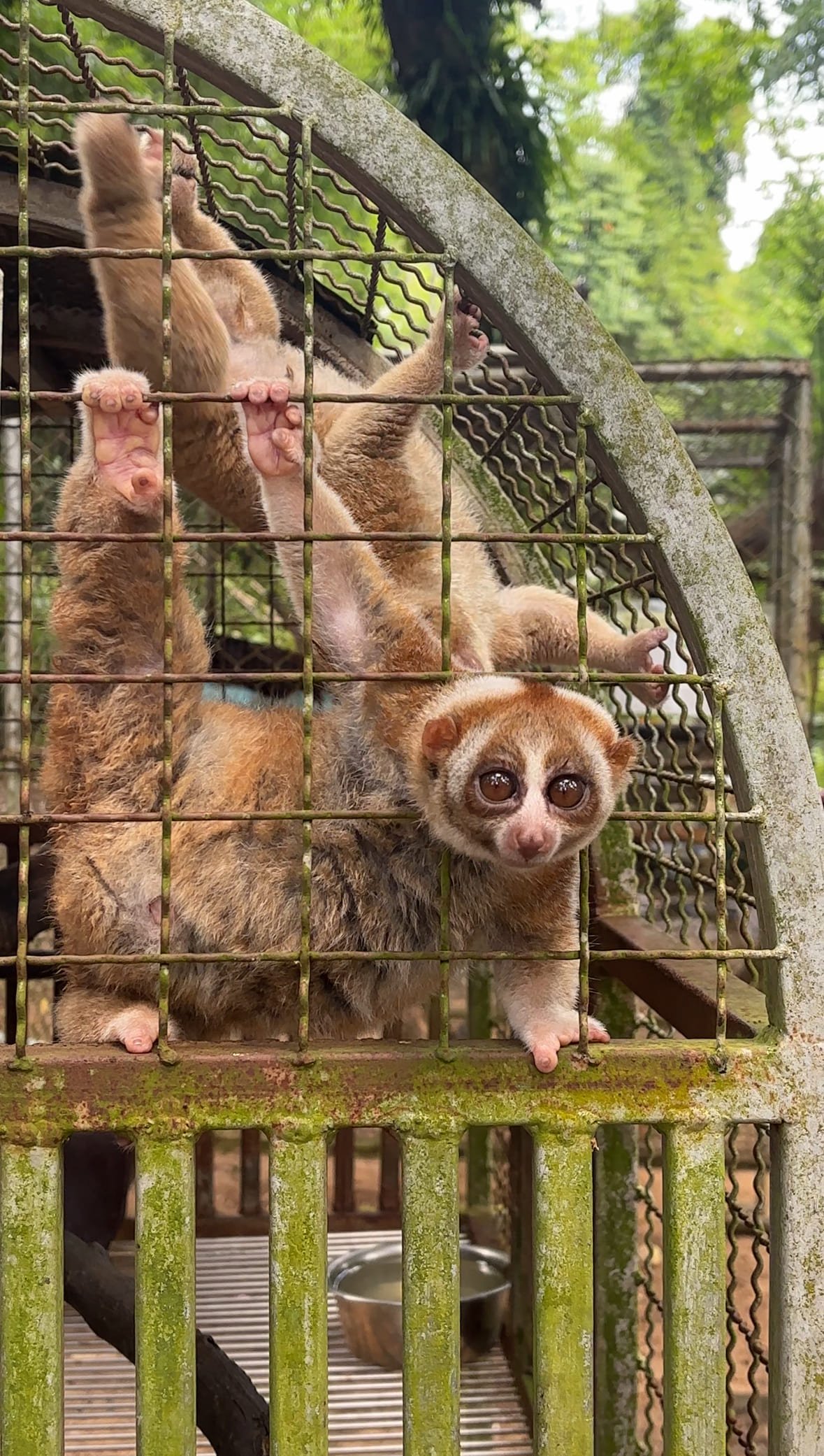 Сафари Као Лак
