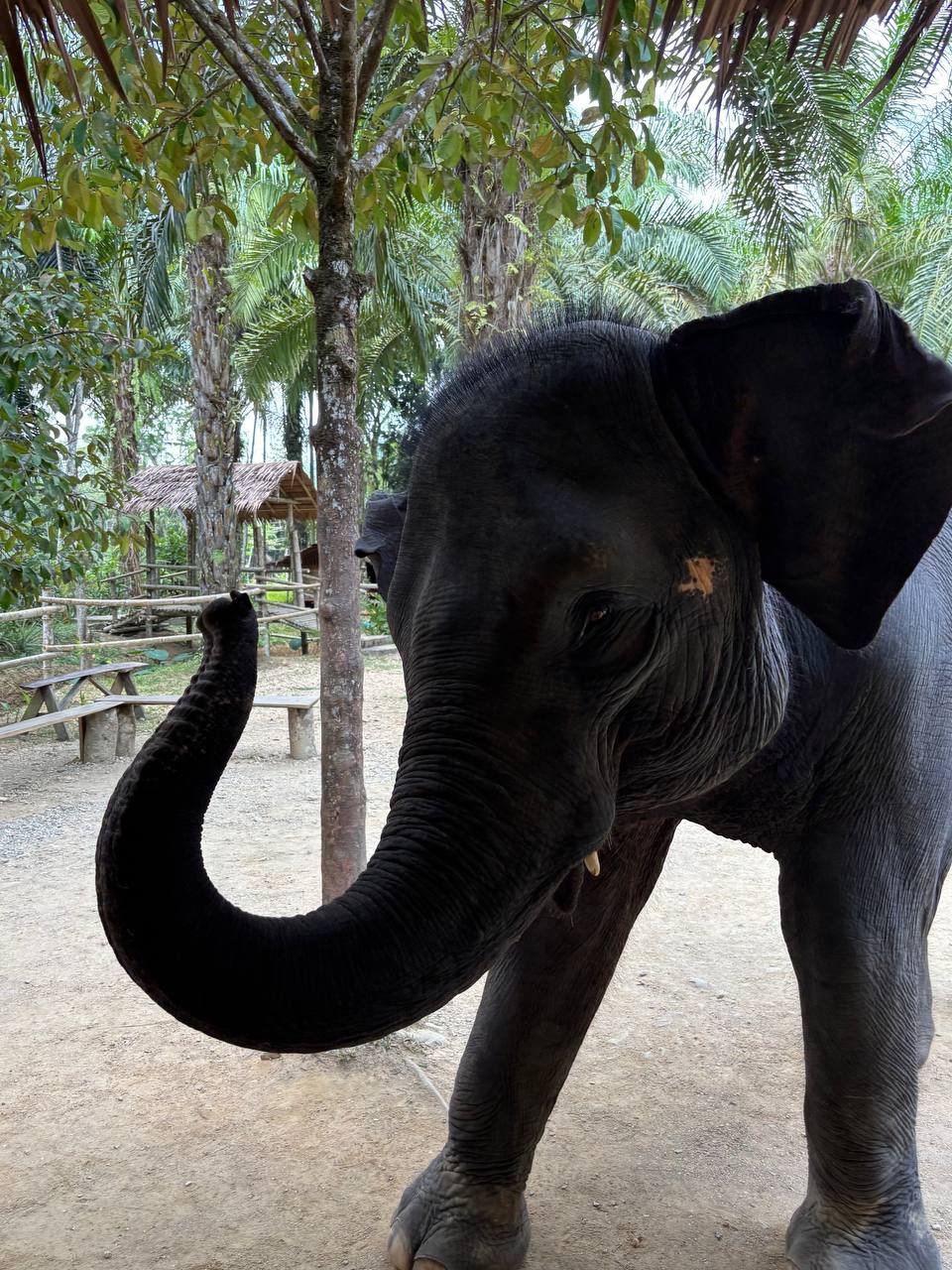 Путь Аватара + Стеклянный мост