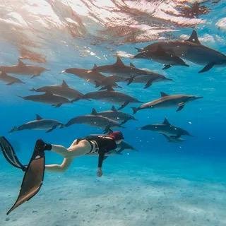 Дом дельфинов в Хургаде