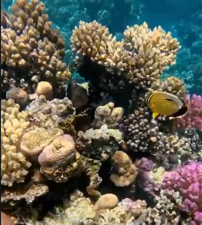 محمية شرم الناجا