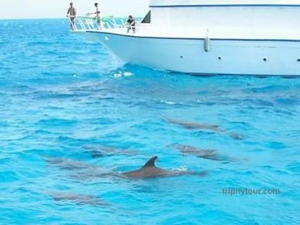 Супер эль гуна  ( морская прогулка ,дом дельфинов , батискаф) 3 в1