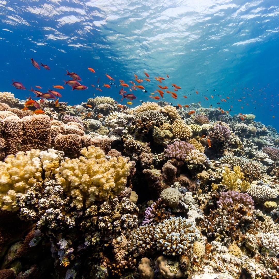 Орандж Бей Египетские Мальдивы в Хургаде