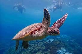 محمية شرم الناجا