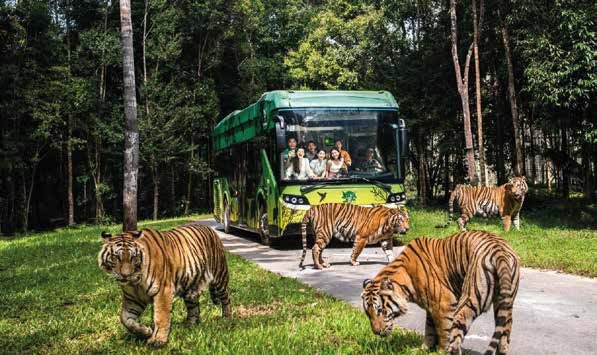 Сафари к звёздам: Vinpearl Safari и пляж с морскими звёздами